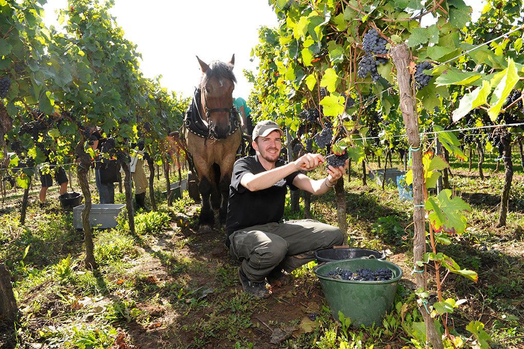 Christian Nett bei der Lese mit Pferd