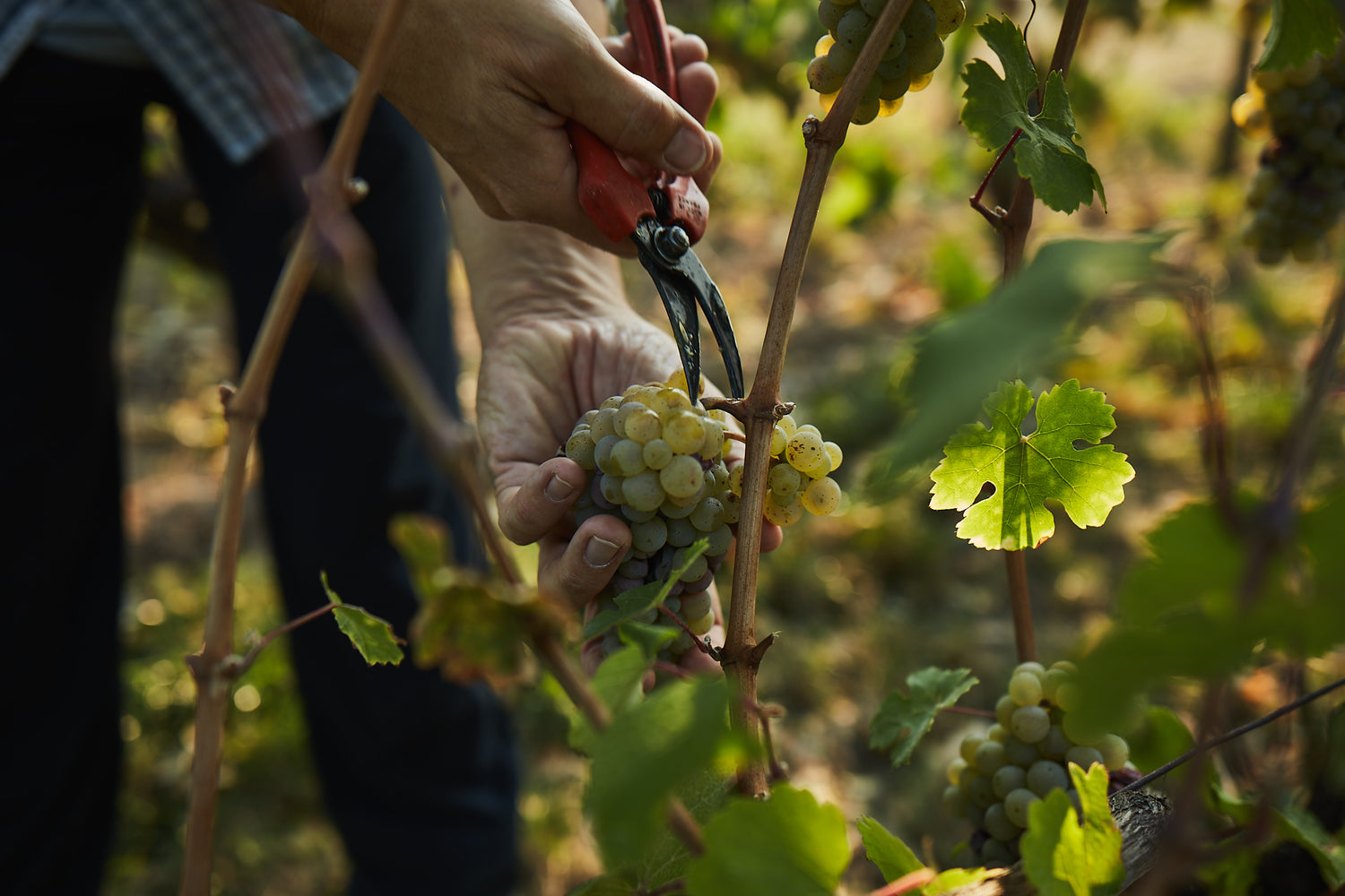 Mitarbeiter von BIBO RUNGE bei der Weinlese