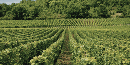 Entdecken Sie die köstlichen Weine der Strauch Sektmanufaktur