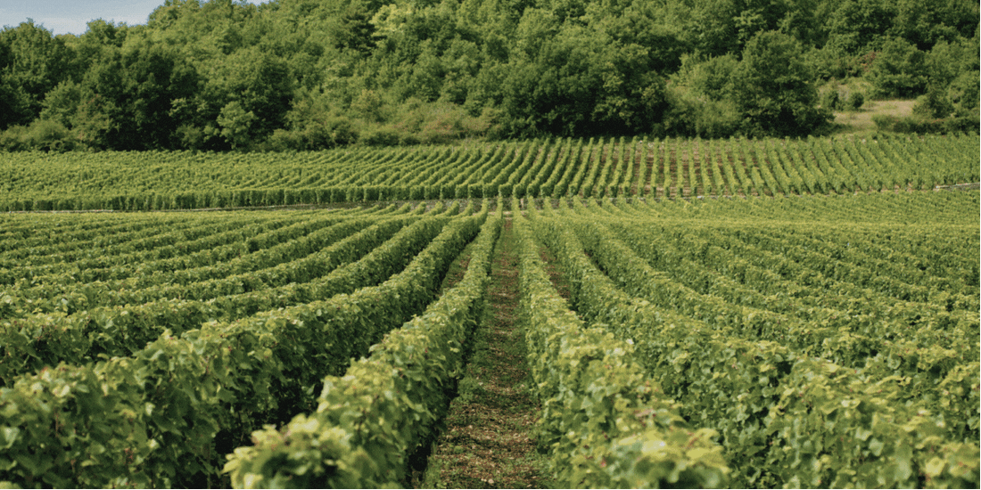 Entdecken Sie die köstlichen Weine der Strauch Sektmanufaktur