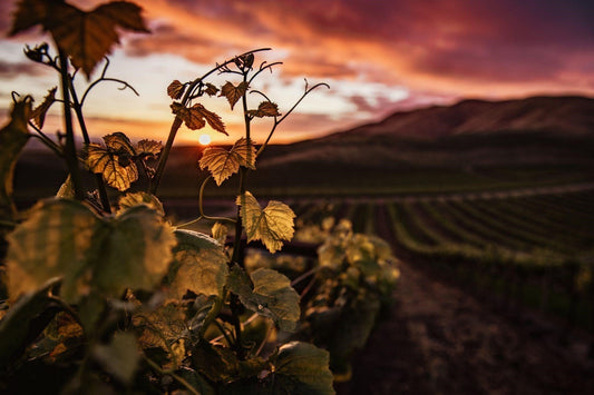 Alkoholfreie Weine aus der Pfalz: Entalkoholisierter Wein direkt vom Winzer