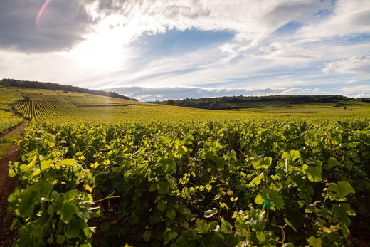 Alkoholfreier Genuss: So gesund sind Wein und Sekt ohne Alkohol
