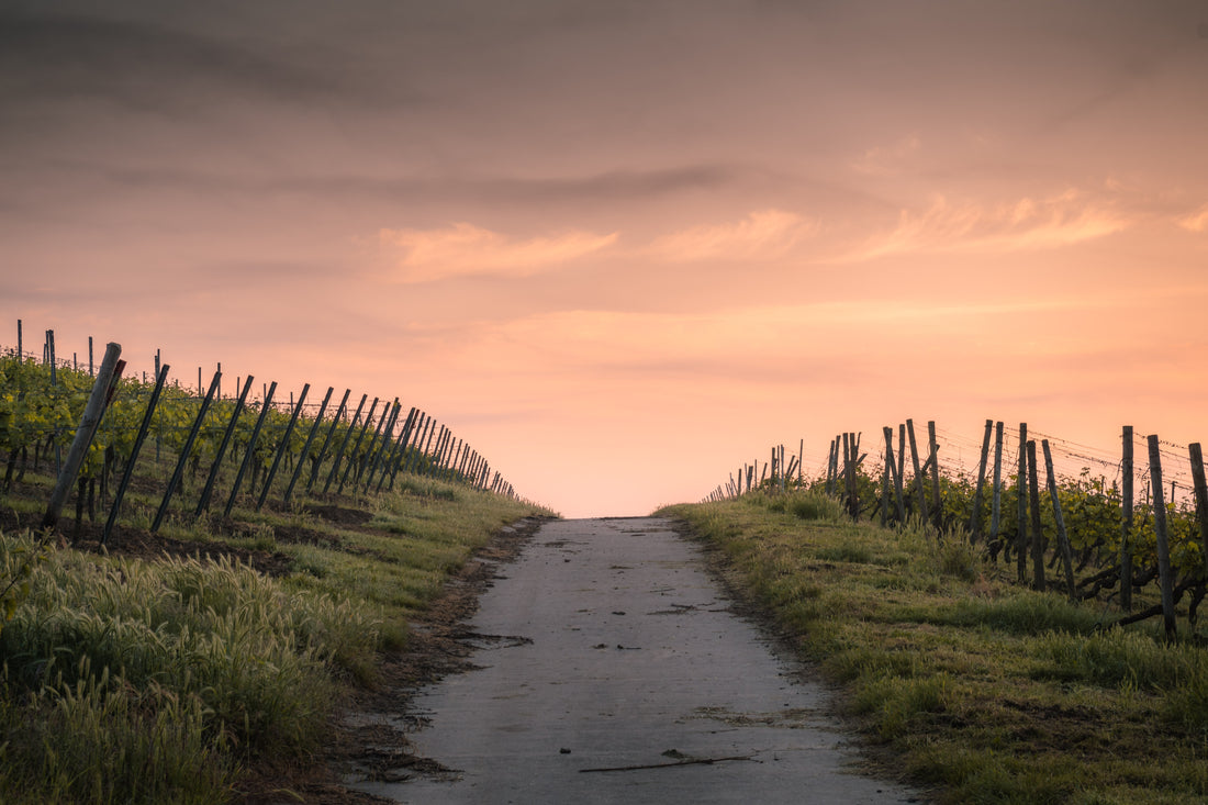 Entdecken Sie die besten alkoholfreien Weine aus Rheinhessen