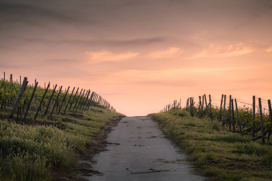 Entdecken Sie die besten alkoholfreien Weine aus Rheinhessen